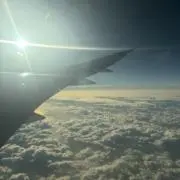 しかの画像