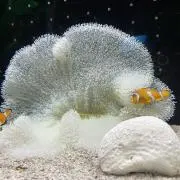 ぴの画像