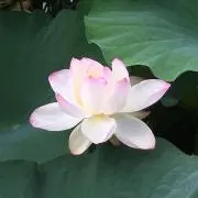 リチャードジノリ クリッパー 21cm プレート 6枚セット - メルカリ