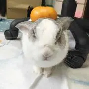 うにた
