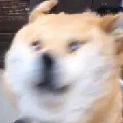 タグさんの画像