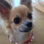 bjの画像