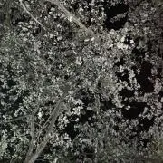 夜桜
