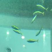 しまの画像