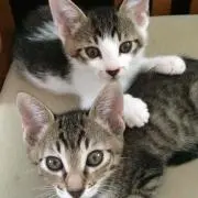 ところてん