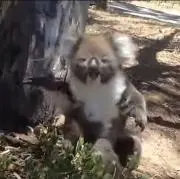こあらの画像