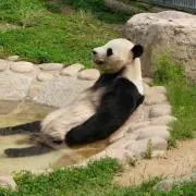 パンダちゃんの画像