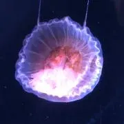 404_Not_Foundの画像