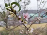Image of くるみ