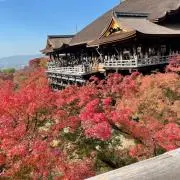 ぴのの画像
