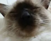 まるの画像