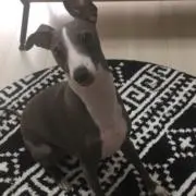 コウの画像
