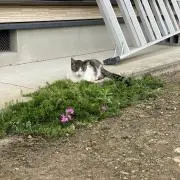 ハピの画像