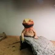 ひまたろう