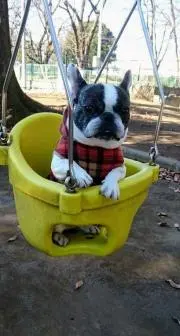 コンペティションエレクトロニクスTurbo Thirty バッテリー