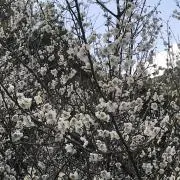 ピーちゃんの画像