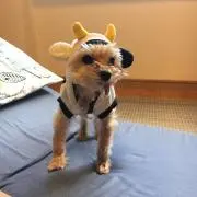 まろんの画像