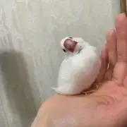 みく