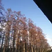 HR244の画像