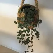 ゆいの画像