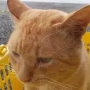 まゆ　まゆ