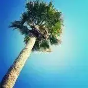 alohaloの画像