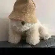 まくらの画像