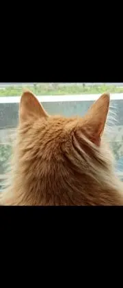 杏