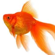 ❦金魚❦コメも即ご購入も大歓迎です♬の画像