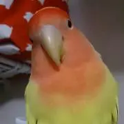 ナオ