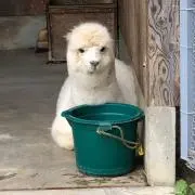 デッド☆ブルの画像