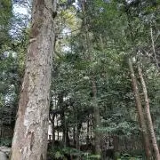 ママさんの画像