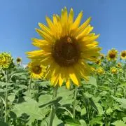 ひまわりの画像