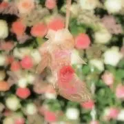 うにの画像