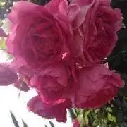 ゆう✳︎の画像