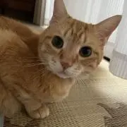 Seroriの画像