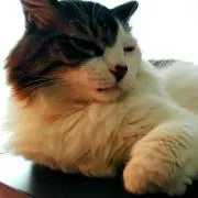 うめた