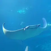 さかななの画像