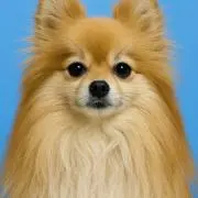 むんくの画像