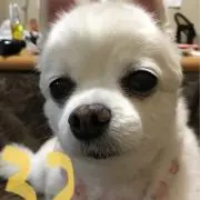 しろの画像