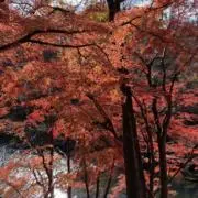 イエティの画像