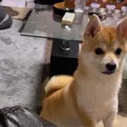 Rの画像
