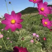 こすもす