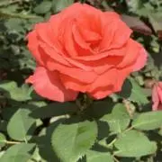 アリスの画像
