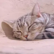 ねこの画像