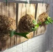 ビカクシダ育成中の画像