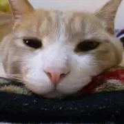 サユリ