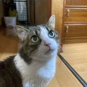 アンセルモの画像
