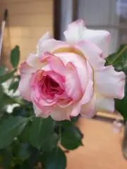 なこなん