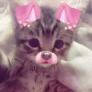 luxeの画像